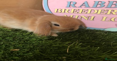 Mini Lop rabbits - Advert 7