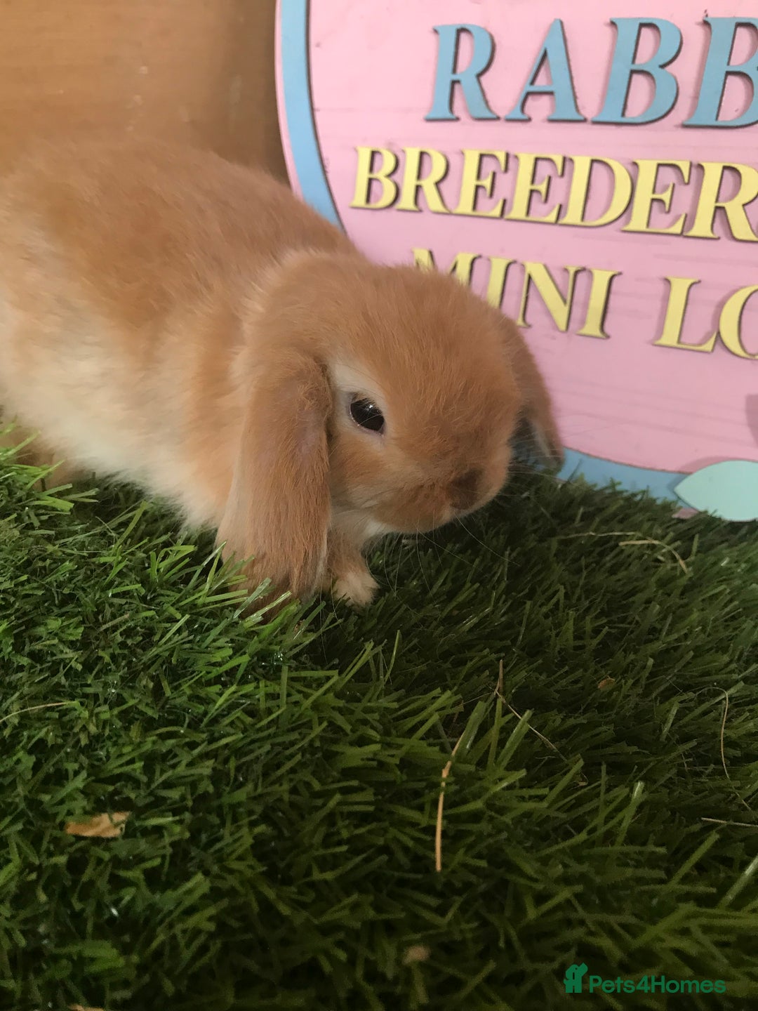 Mini Lop rabbits for sale: Mini lop baby rabbits - Image 3