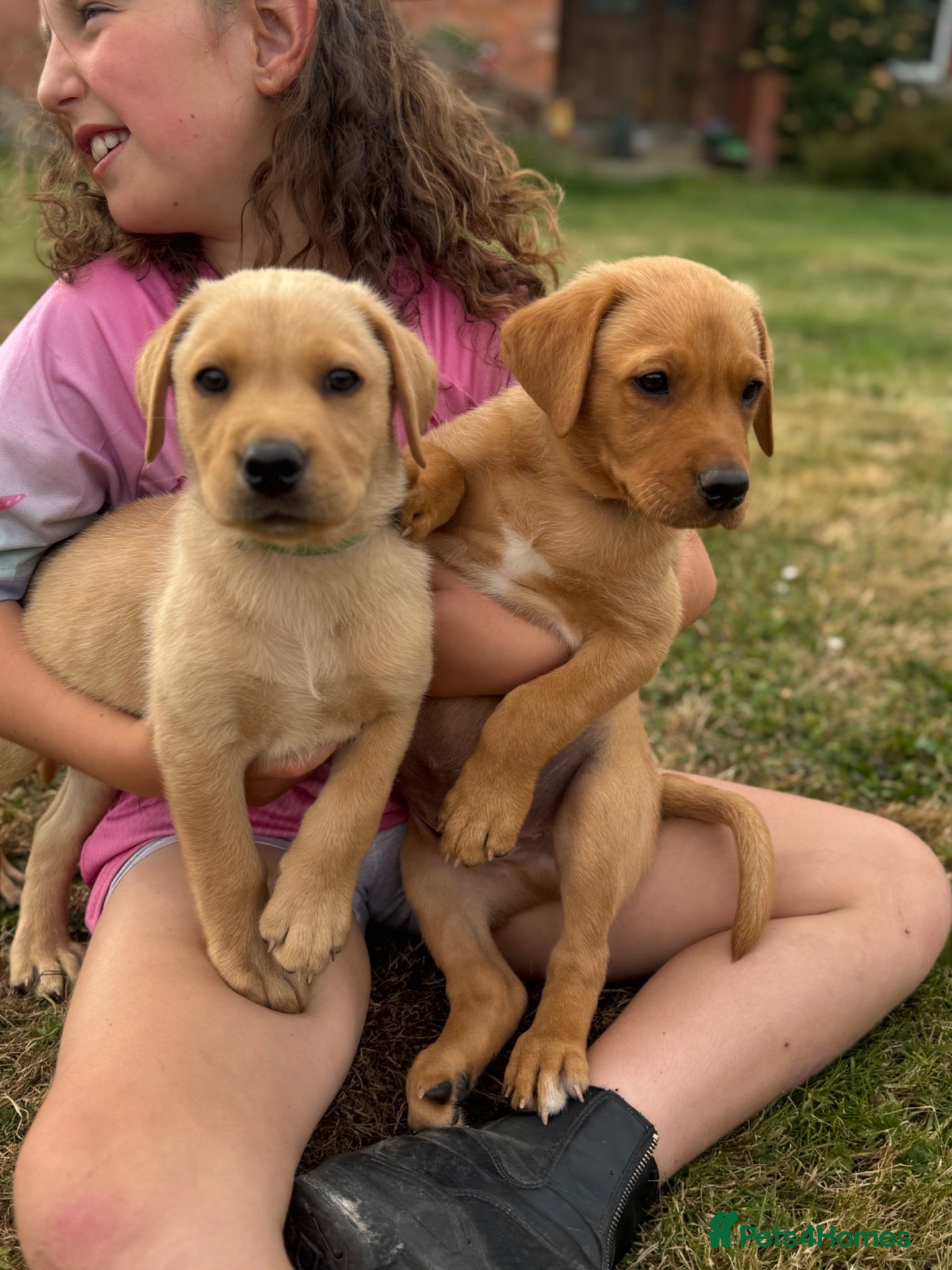 Labrador Retriever dogs READY TO GONOW 8beautiful labrador kchealthcheaked - Advert 1