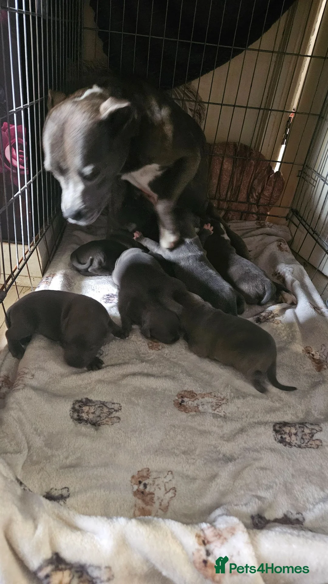 Staffordshire Bull Terrier dogs for sale: Blue staffy pups. Blue bronsen bloodline - Advert 31
