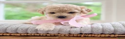 Mixed Breed dogs for sale: Stunning Shichon-poo teddies - Advert 37