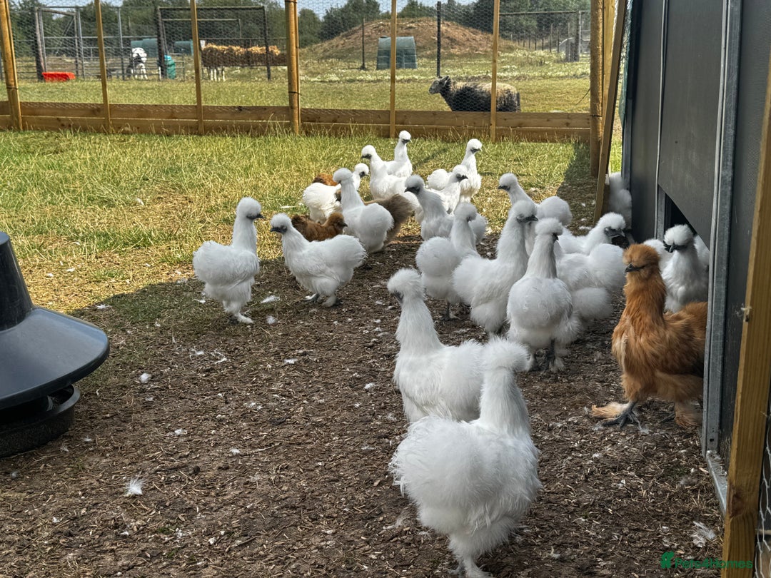 Chickens poultry for sale: Silkie Bantams  - Image 1
