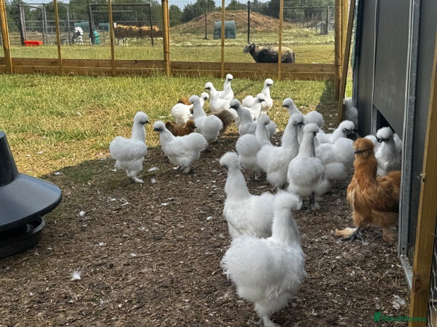 Chickens poultry - Advert 14