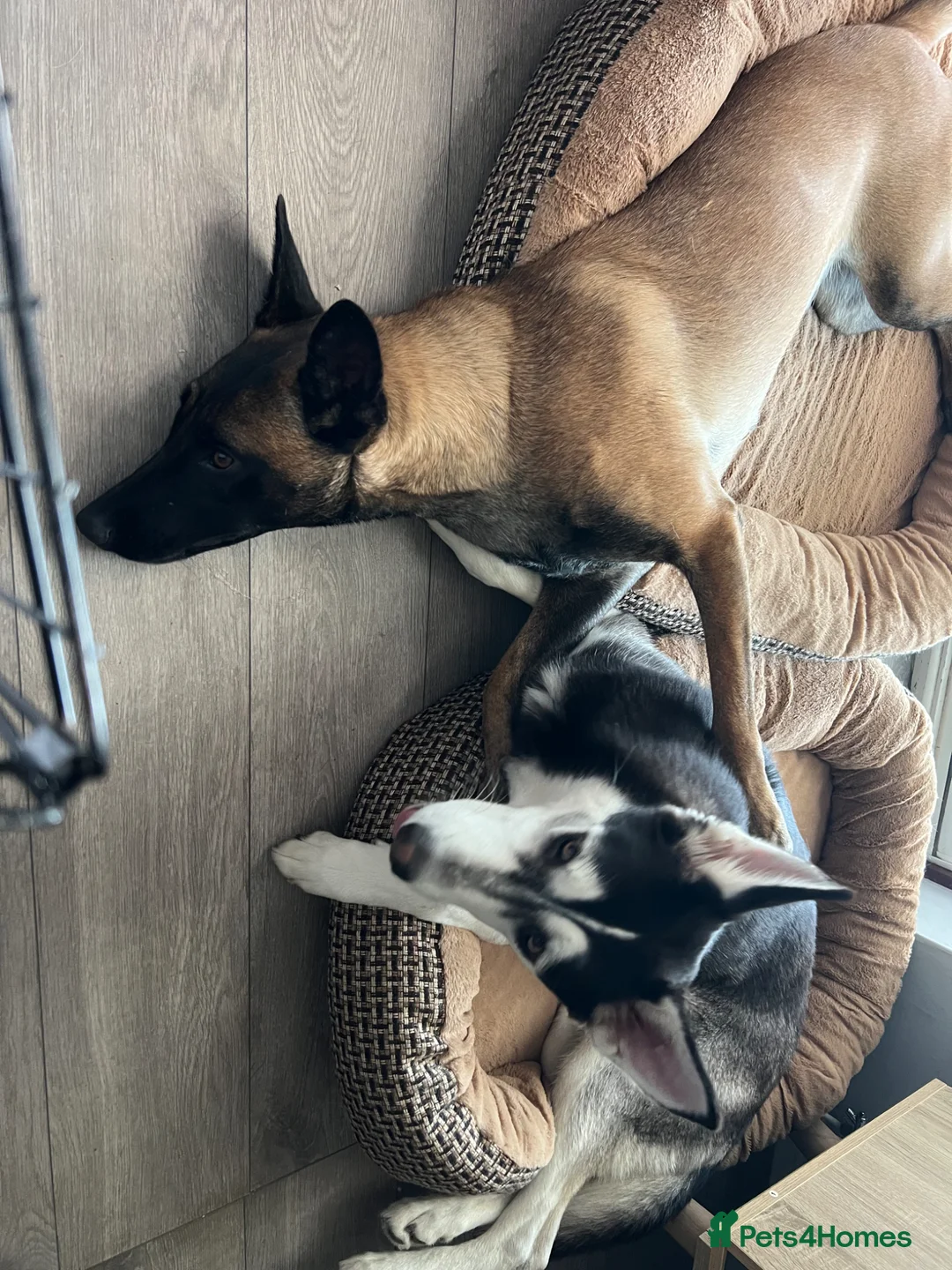 Belgian Shepherd Dog dogs for sale: Full trained lovely family Mali looking for a home - Advert 10