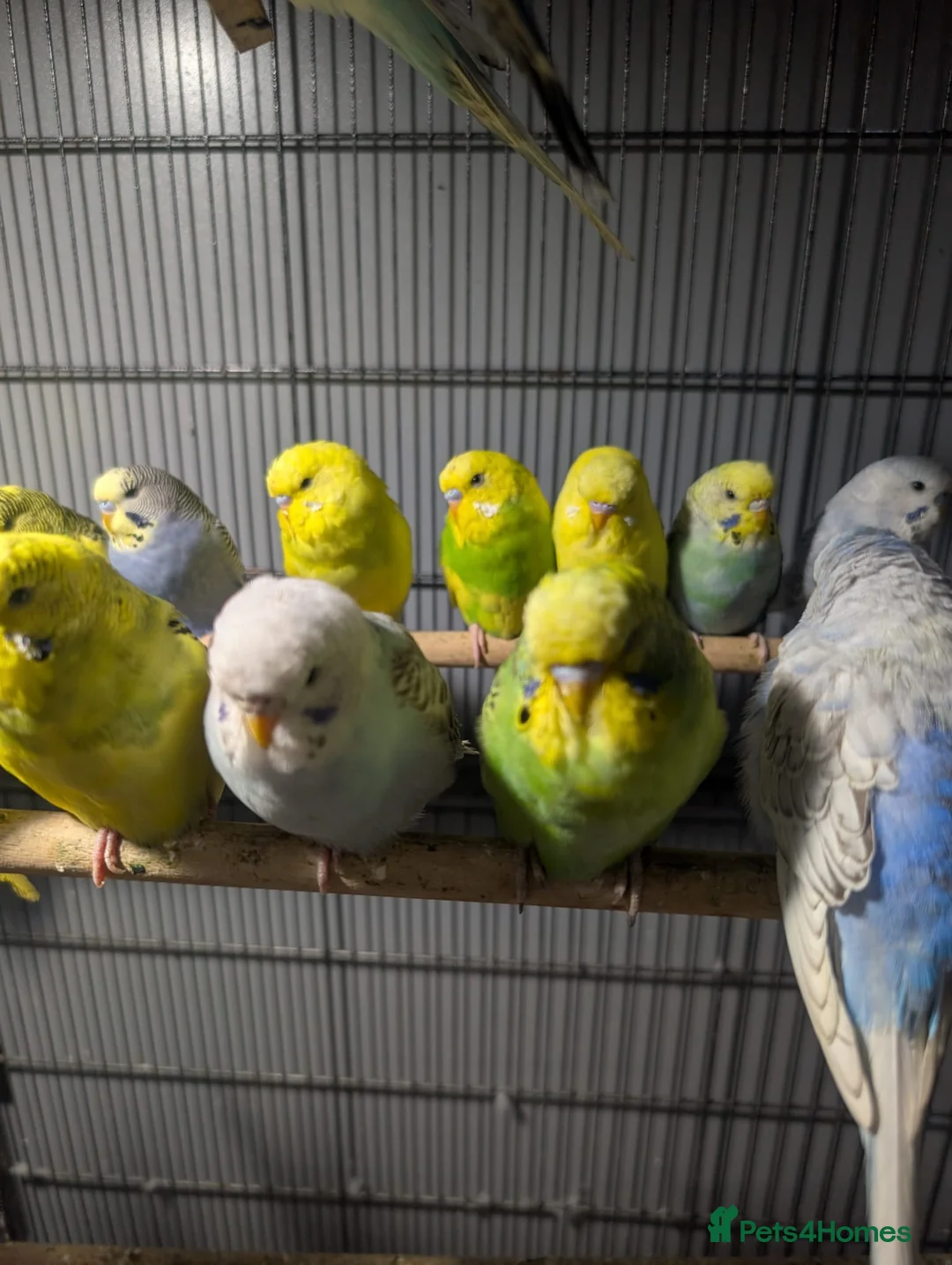 Budgerigars birds for sale: Lovely Group of Budgies  - Advert 8