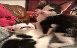 British Shorthair cats for sale: Adorable Black and White Kittens (mixed breed) - Image 7
