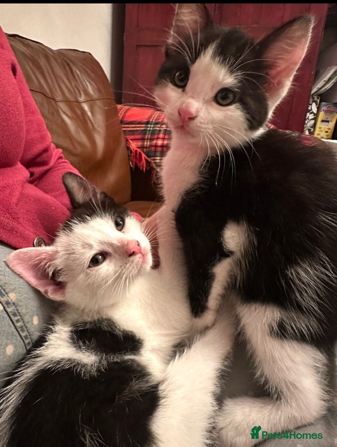 British Shorthair cats for sale: Adorable Black and White Kittens (mixed breed) - Image 7