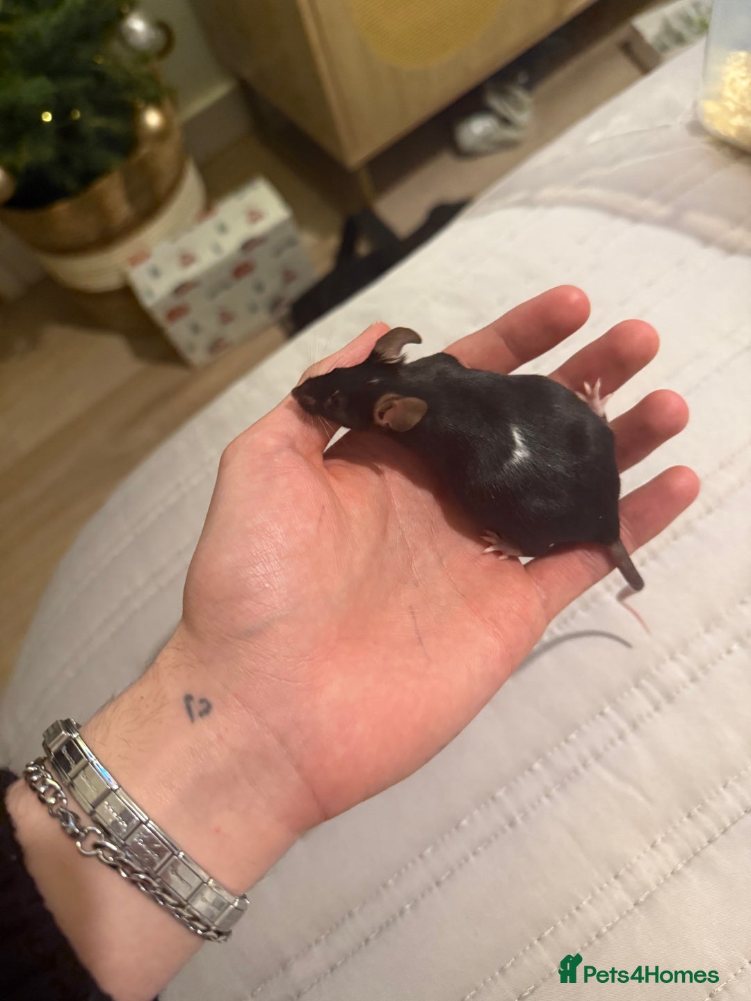 Mouse rodents for sale: Baby mice - more due  - Advert 1