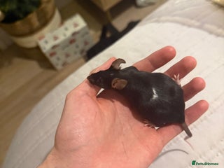 Mouse rodents Baby mice - more due - Advert 1