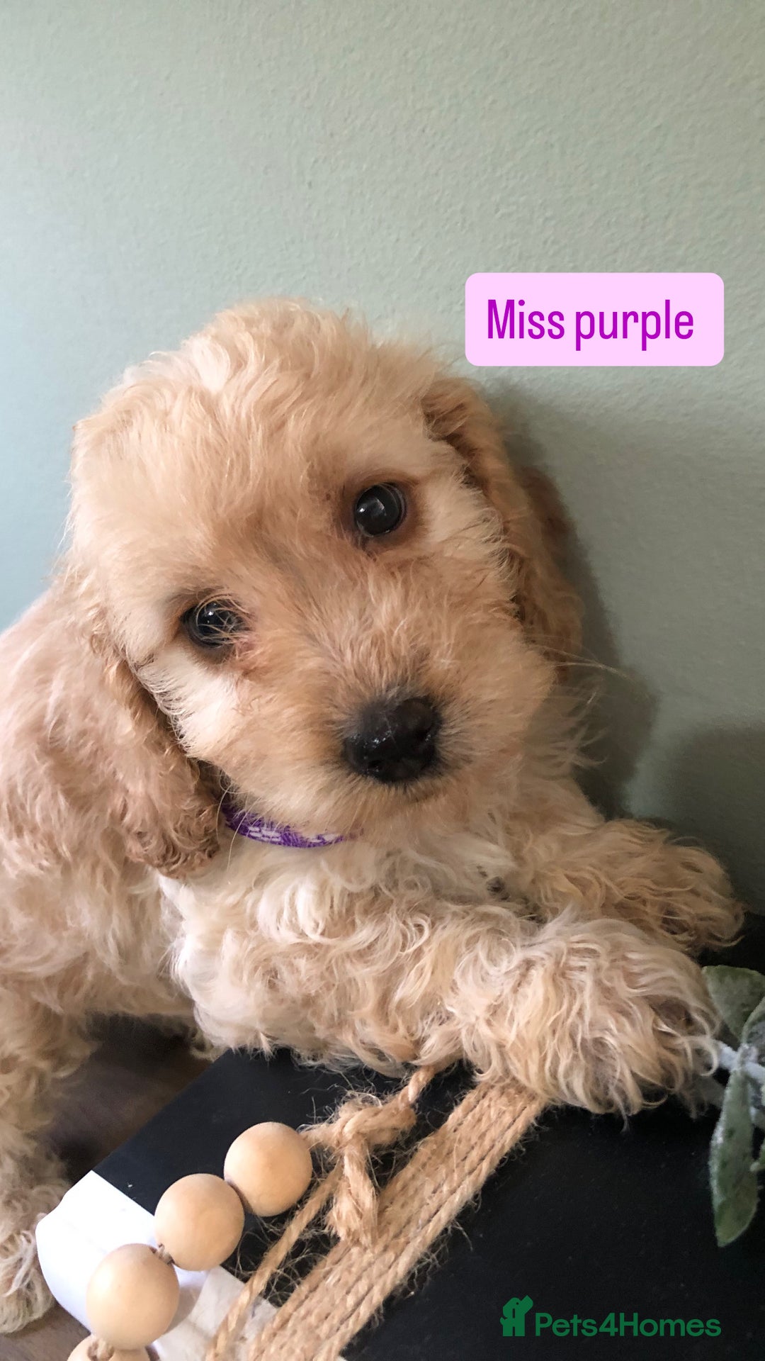 Cockapoo dogs for sale: F1b toy cockapoo puppies - Image 24