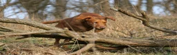 Labrador Retriever dogs for sale: Working Labrador Puppies in Warwick - Advert 7