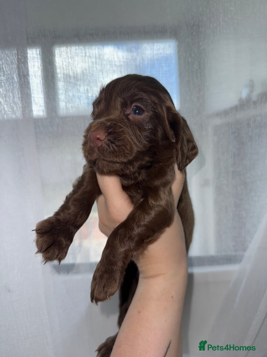 Cocker Spaniel dogs for sale: 6 Adorable cocker spaniels for sale 🩷 - Image 4