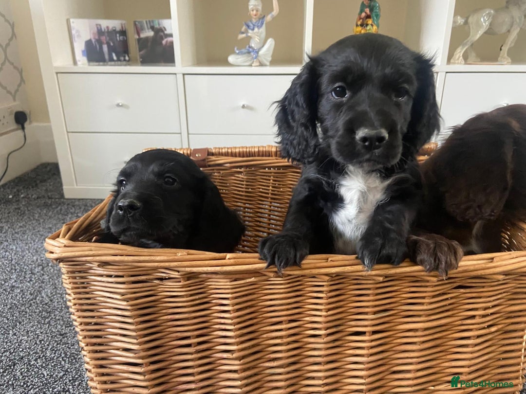 Cocker Spaniel dogs for sale: Cocker spaniel puppies - Image 4