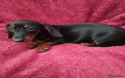 Dachshund dogs for sale: Miniature Dachshund puppies for sale  - Image 8