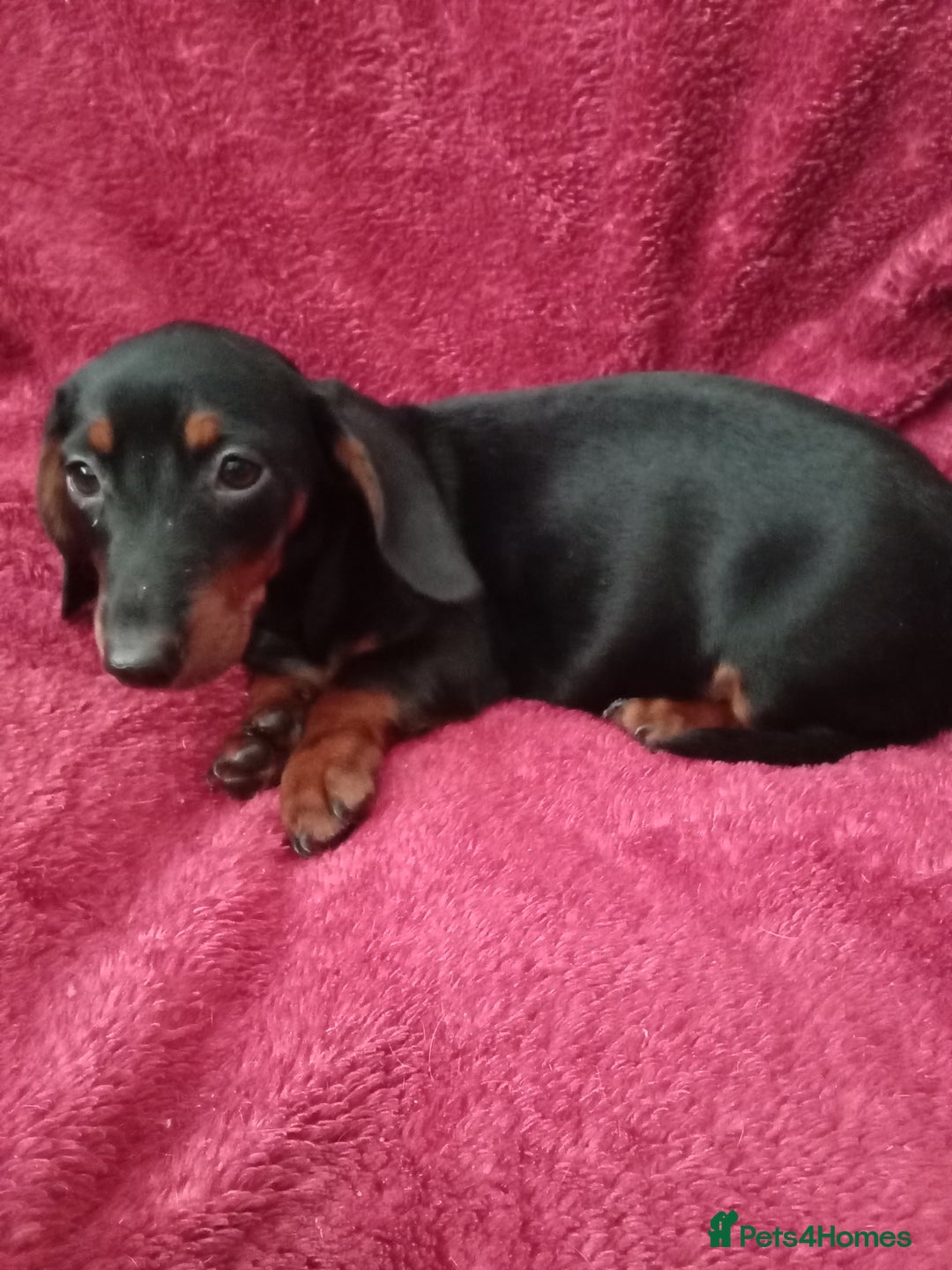 Dachshund dogs for sale: Miniature Dachshund puppies for sale  - Image 8