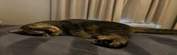 British Shorthair cats for sale: Peanut - Advert 7
