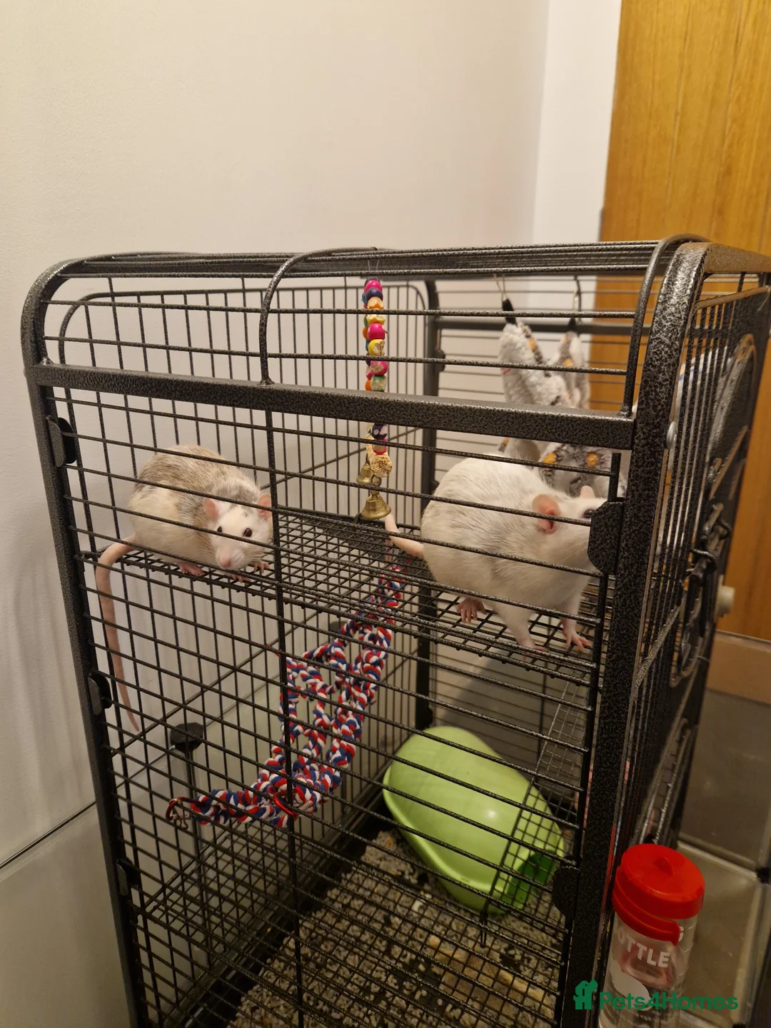 Rat rodents for sale: Two Female Rats looking for a new loving home - Advert 4