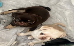 Pug dogs for sale: 1 gorgeous pug boy  - Image 10