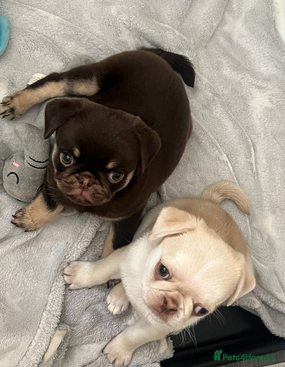 Pug dogs for sale: 1 gorgeous pug boy  - Image 10