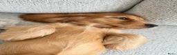 Cocker Spaniel dogs for sale: Champion Bloodline KC Show Cocker Spaniel Puppies  - Advert 6