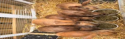 Mixed Breed rabbits for sale: Rabbits  - Advert 2