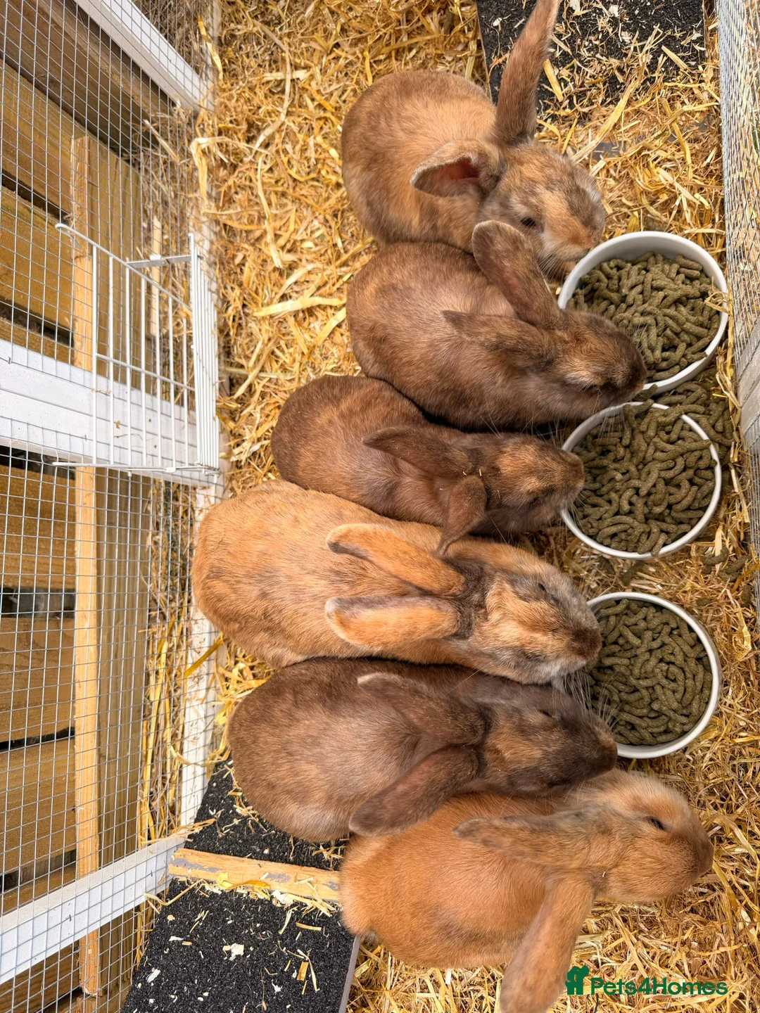 Mixed Breed rabbits for sale: Rabbits  - Advert 2