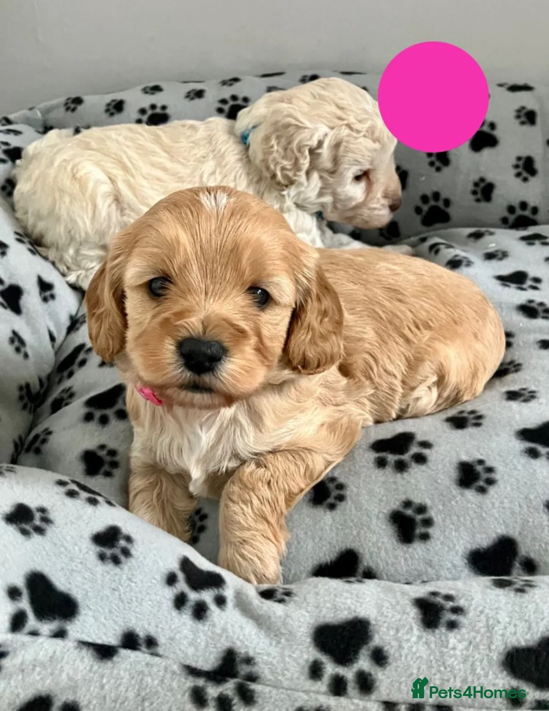 Cavapoo dogs for sale: Cavapoo Puppies 🐶  - Advert 3