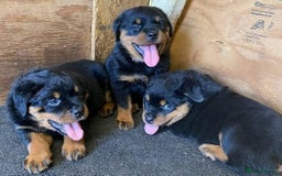 Rottweiler dogs for sale: chunky rottweiler puppy  - Image 1