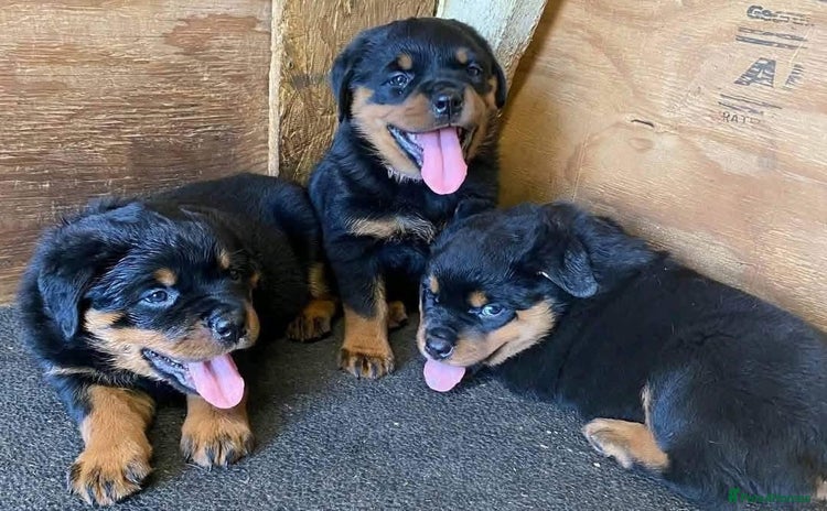 Rottweiler dogs - Advert 1