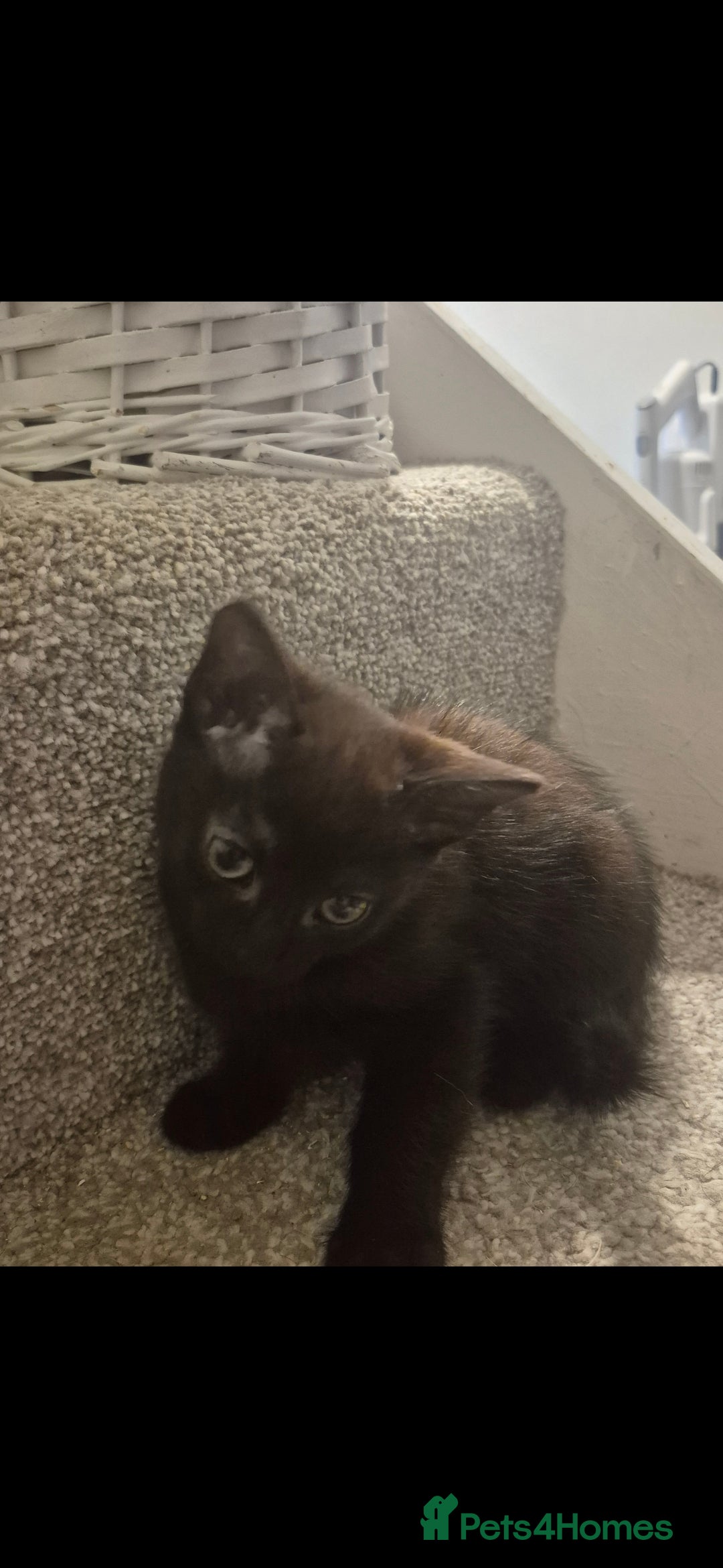 Mixed Breed cats for sale: 5 adorable kittens READY NOW - Image 7