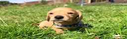Miniature Dachshund dogs for sale: 5 Mini Smooth & 2 Mini Long Haired Dachshunds in Stoke-on-Trent - Advert 6