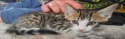Bengal cats for sale: Beautiful Bengal cross kittens  - Advert 6