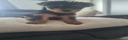 Yorkshire Terrier dogs for sale: Super cute miniature Yorkshire terriers - Advert 9