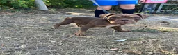 Olde English Bulldogge dogs for sale: Olde English bulldogs - Advert 2