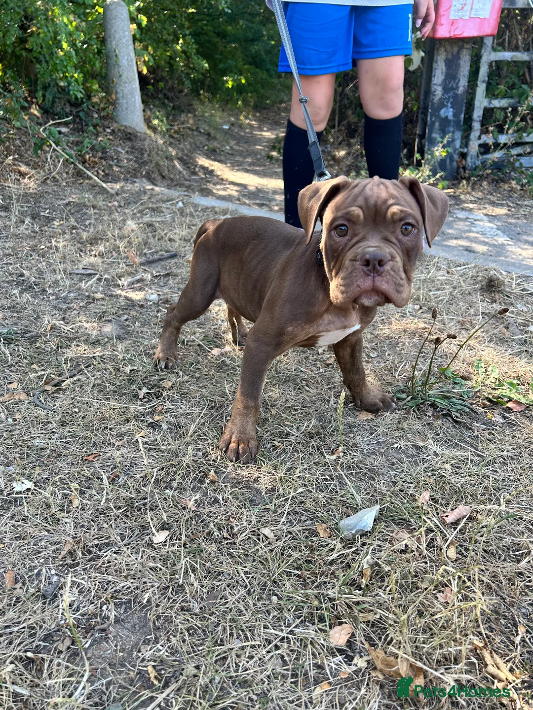 Olde English Bulldogge dogs for sale: Olde English bulldogs - Advert 2