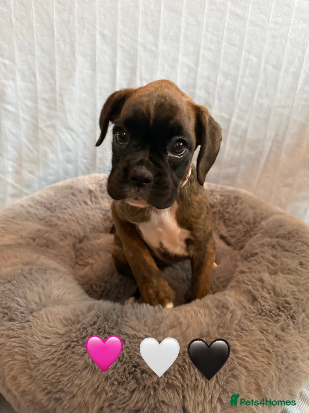 Boxer dogs for sale: 5 KC Reg Brindle Boxer Puppies. - Advert 5