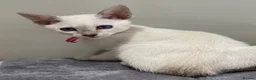 Siamese cats for sale: GCCF Registered Traditional Siamese Kittens.  - Advert 17
