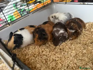 Guinea Pig rodents Male guinea pigs - Advert 2