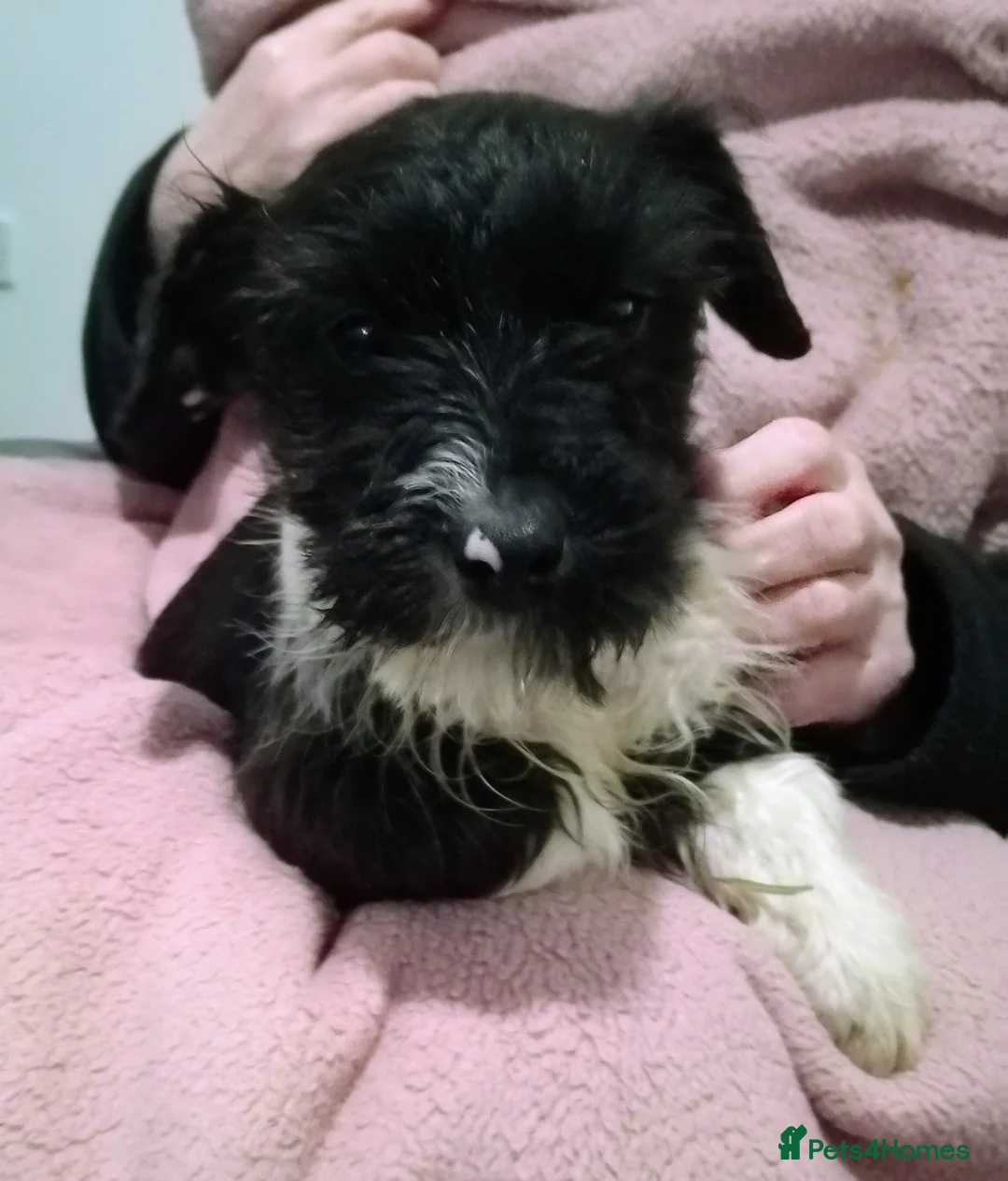 Mixed Breed dogs for sale: Jack Russell  in Exeter - Advert 6