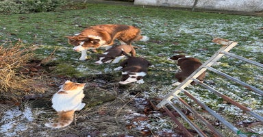 Border Collie dogs Red & White Border Collie Puppies - Advert 16