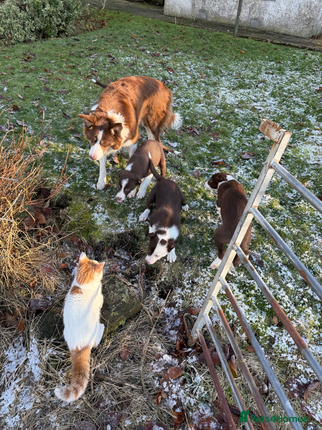 Border Collie dogs for sale: Red & White Border Collie Puppies - Advert 2