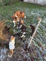 Border Collie dogs Red & White Border Collie Puppies - Advert 9