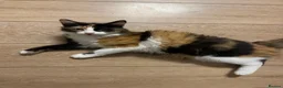 Mixed Breed cats for sale: Black kitten  - Advert 1