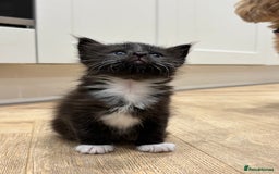 Mixed Breed cats for sale: 🌟Beautiful Oriental x Maine Coon Kittens🌟 - Image 9