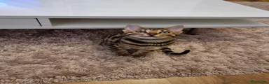 Bengal 2