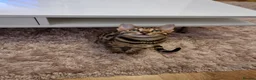 Bengal cats for sale: Bengal kittens for sale in Manchester - Advert 3