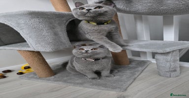 British Shorthair cats - Advert 15
