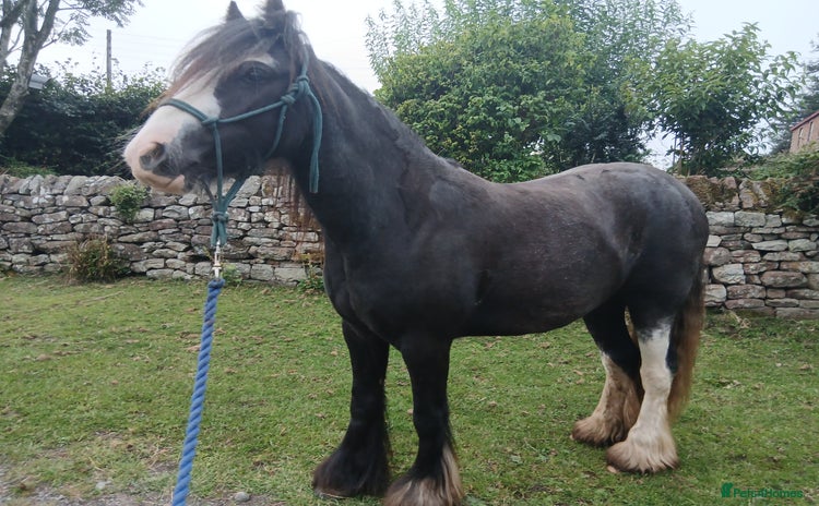 Irish Cob horses - Advert 3