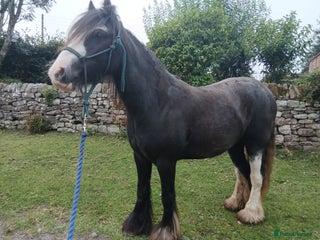 Irish Cob horses - Advert 28
