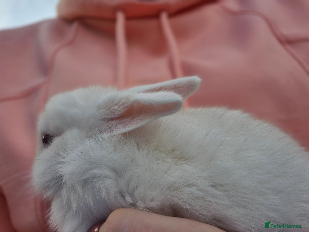 Mini Lop rabbits for sale: Beautiful mini lop cross rex kits  - Image 11